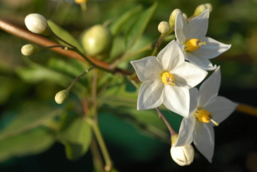 Scatti per Simonetta